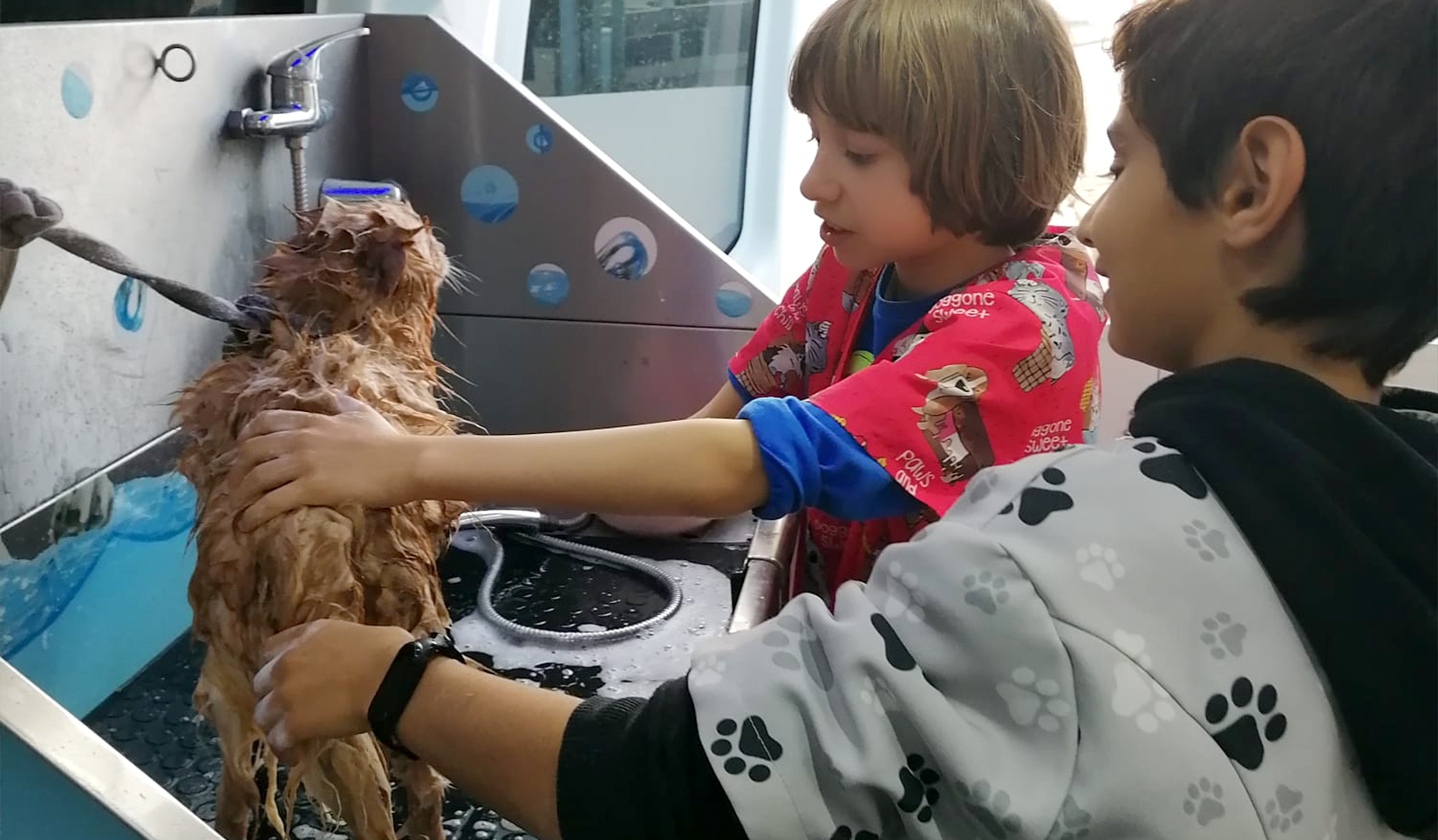 carrinha filipa banhos tosquias 2 carrinha filipa banhos tosquias 2