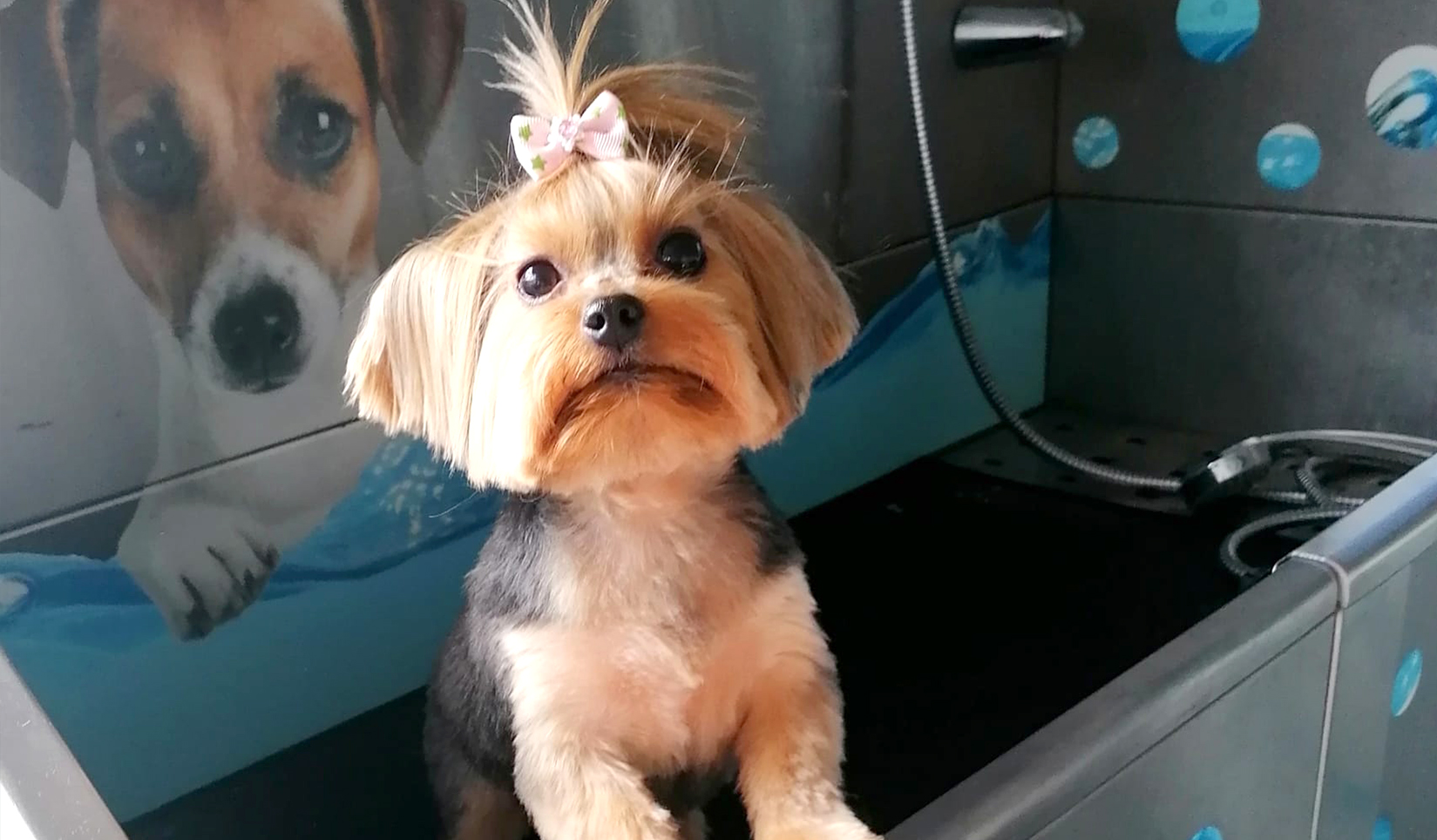 carrinha filipa banhos tosquias 3 carrinha filipa banhos tosquias 3