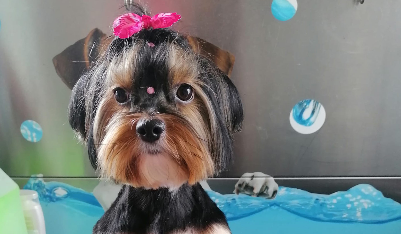 carrinha filipa banhos tosquias 4 carrinha filipa banhos tosquias 4