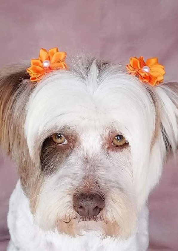 Prancheta 1 cópia 10filipa groomer banhos tosquias