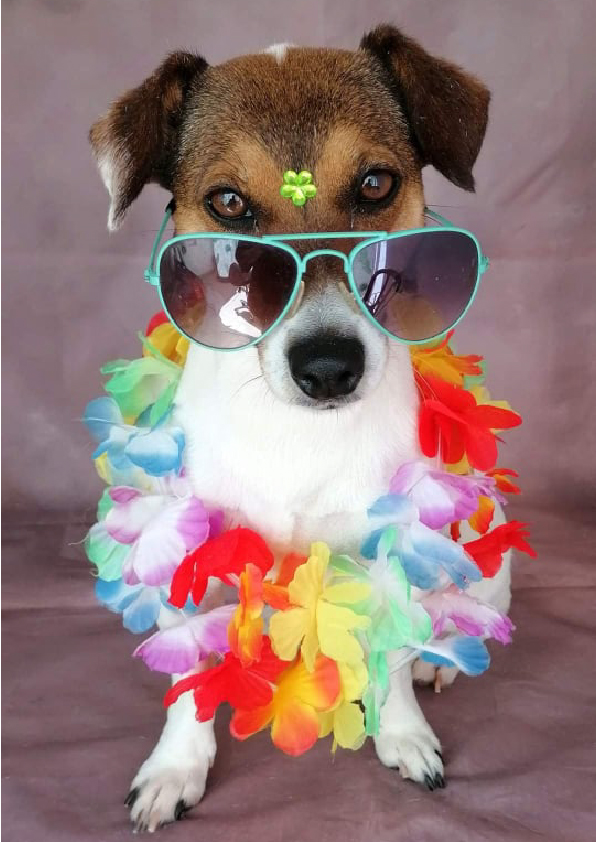 Prancheta 1 cópia 11filipa groomer banhos tosquias