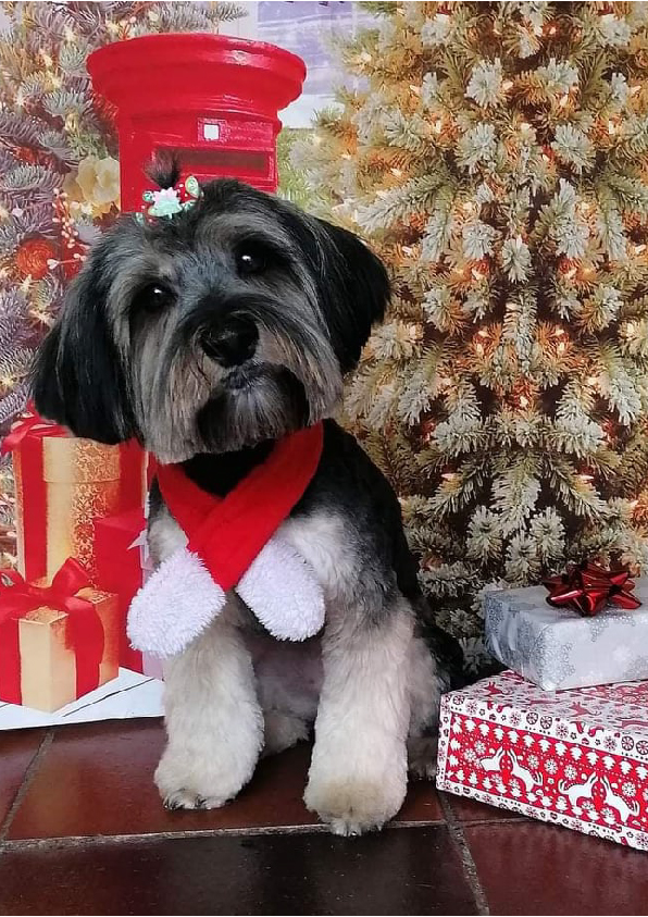 Prancheta 1 cópia 12filipa groomer banhos tosquias