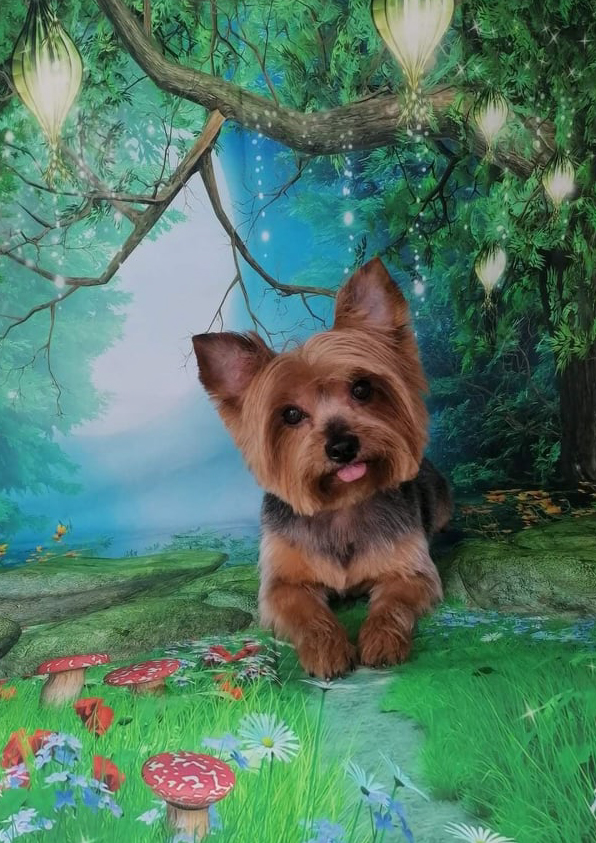 Prancheta 1 cópia 13filipa groomer banhos tosquias