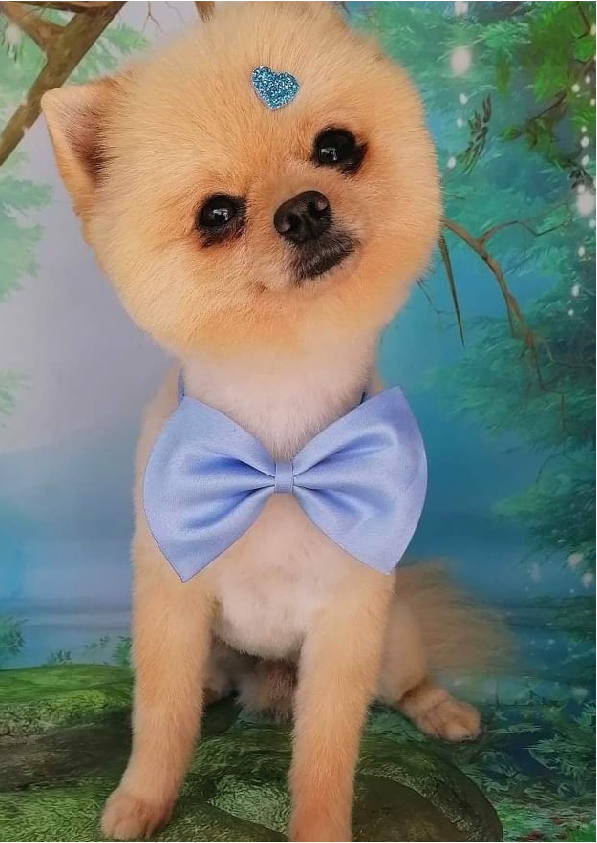 Prancheta 1 cópia 14filipa groomer banhos tosquias