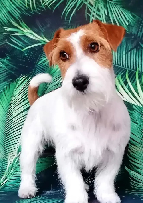 Prancheta 1 cópia 15filipa groomer banhos tosquias