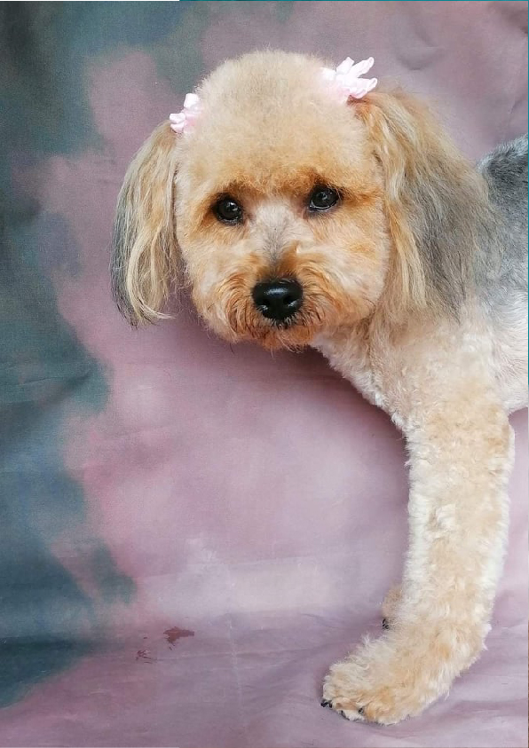 Prancheta 1 cópia 16filipa groomer banhos tosquias