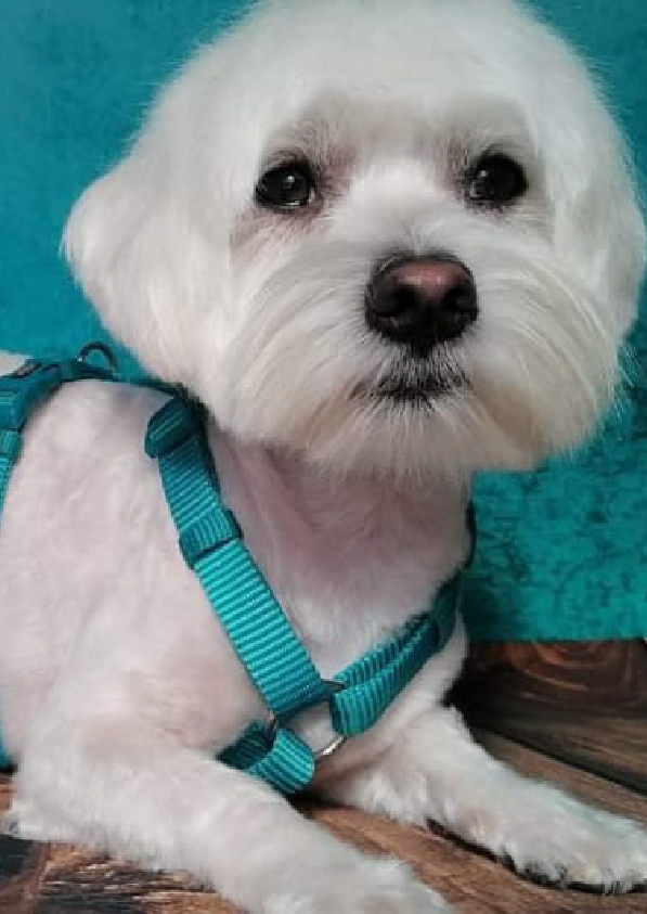 Prancheta 1 cópia 17filipa groomer banhos tosquias