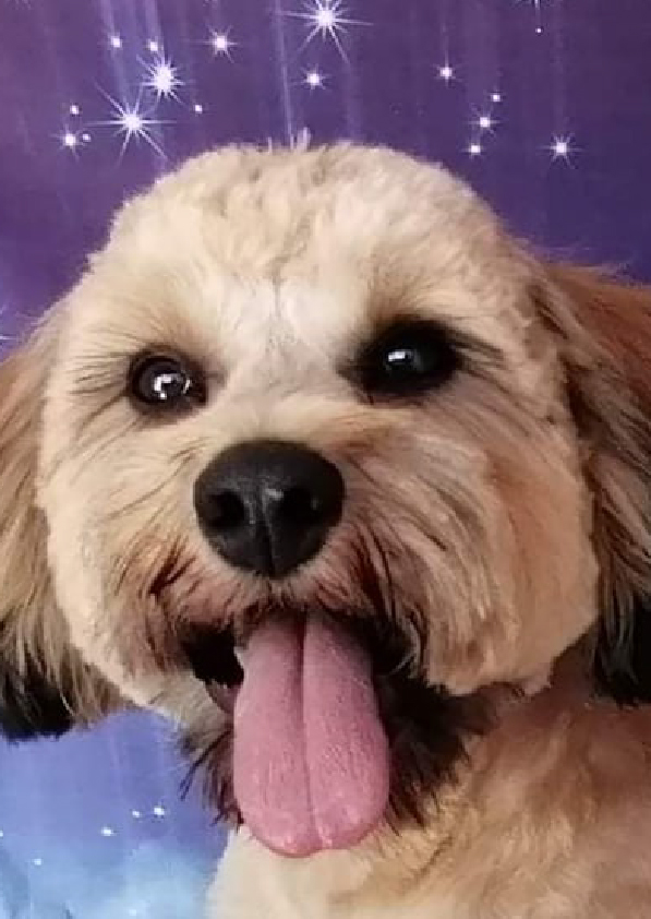 Prancheta 1 cópia 2filipa groomer banhos tosquias