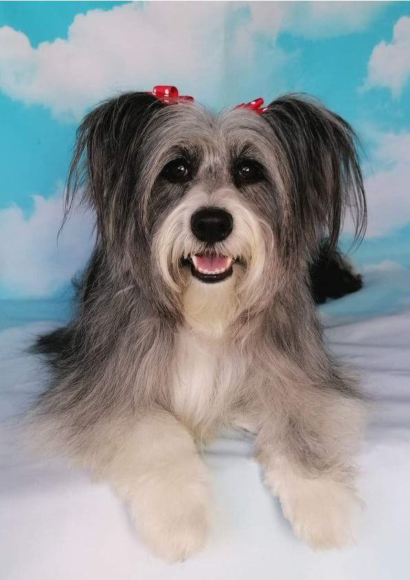 Prancheta 1 cópia 3filipa groomer banhos tosquias