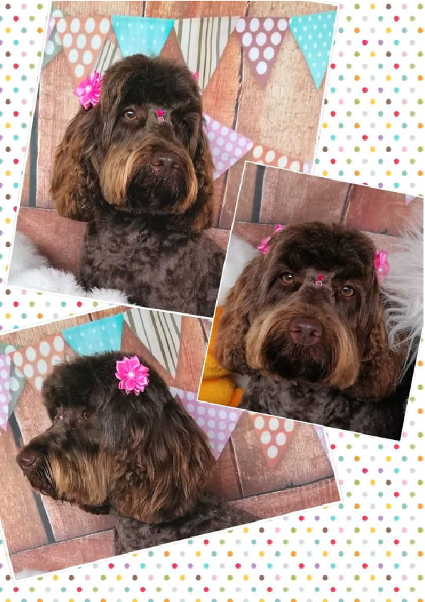 Prancheta 1 cópia 4filipa groomer banhos tosquias