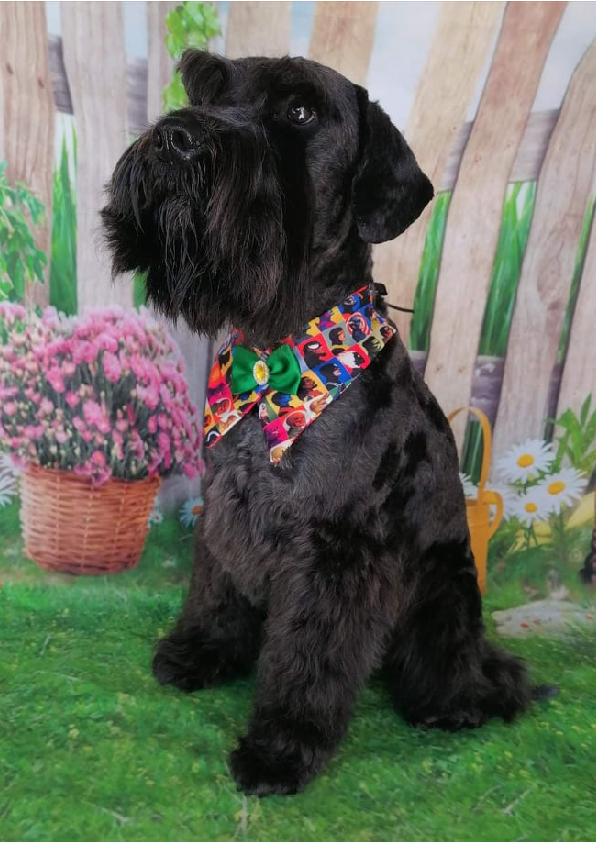 Prancheta 1 cópia 5filipa groomer banhos tosquias