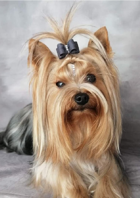 Prancheta 1 cópia 6filipa groomer banhos tosquias