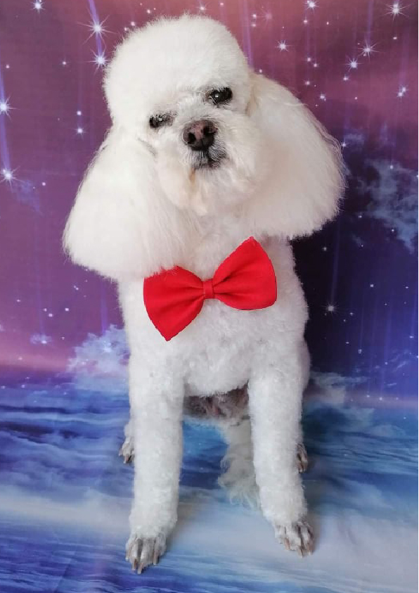 Prancheta 1 cópia 7filipa groomer banhos tosquias