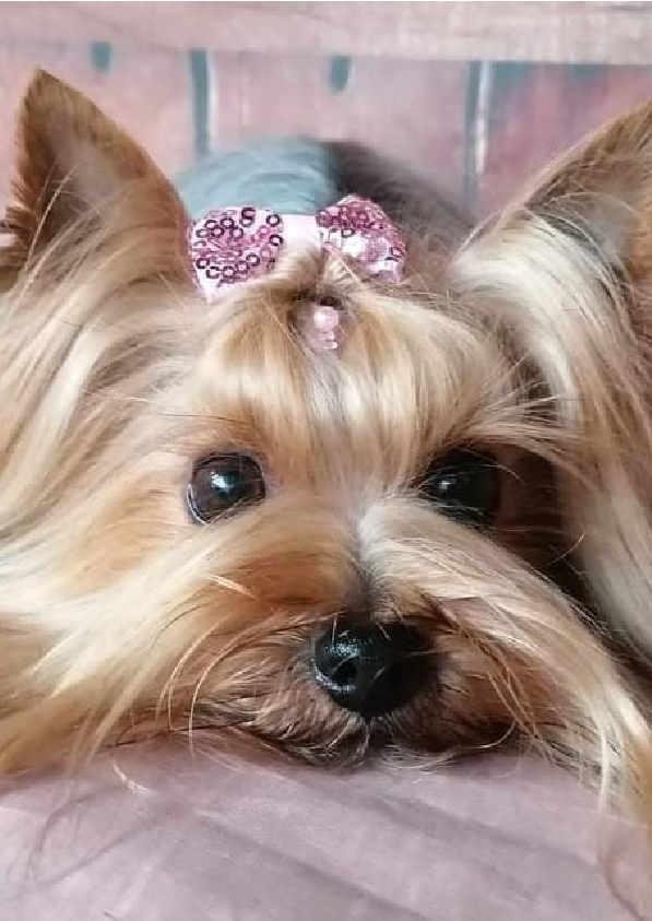 Prancheta 1 cópia 8filipa groomer banhos tosquias