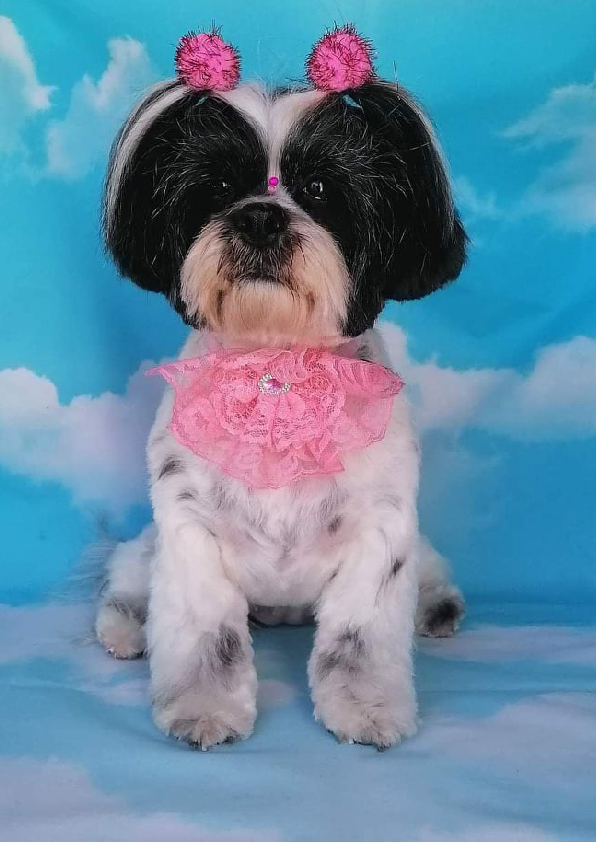 Prancheta 1 cópia 9filipa groomer banhos tosquias