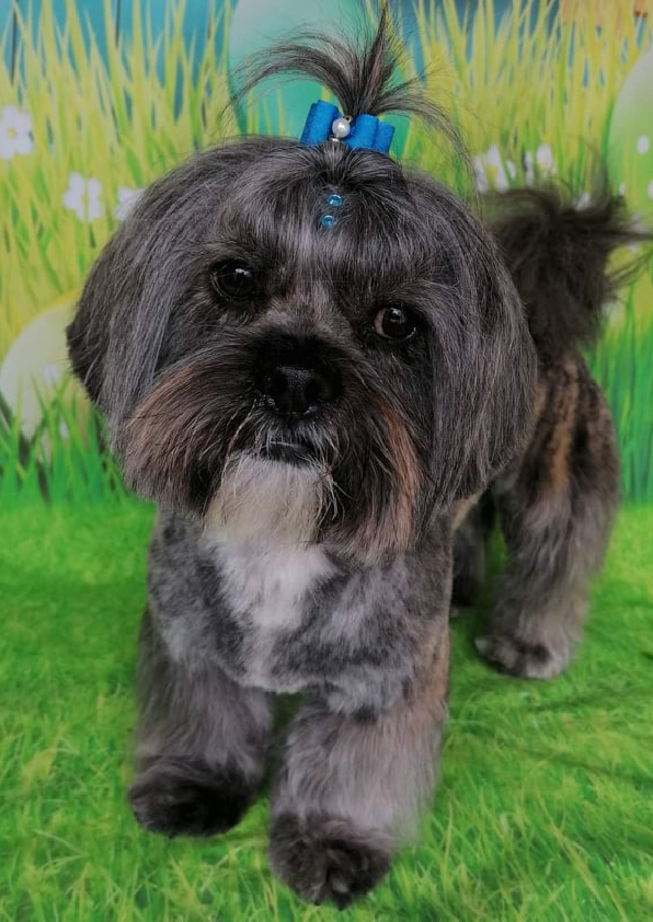 Prancheta 1 cópiafilipa groomer banhos tosquias