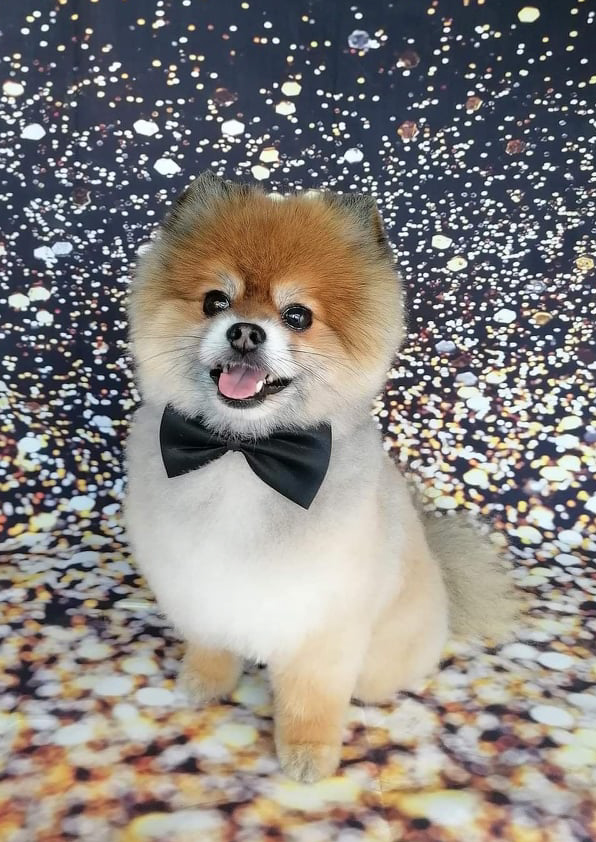 Prancheta 1filipa groomer banhos tosquias